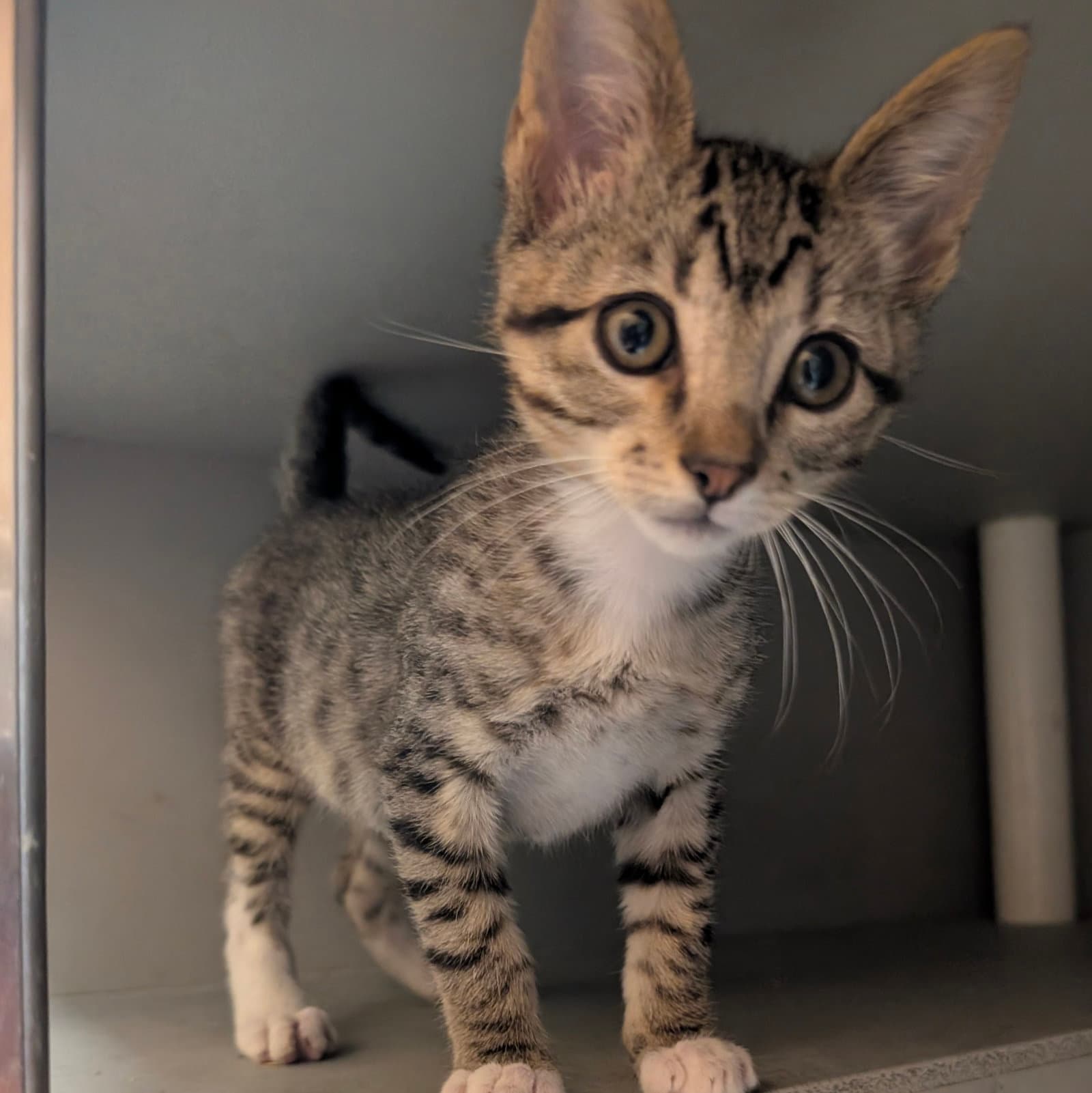 Talia - Domestic Short Hair