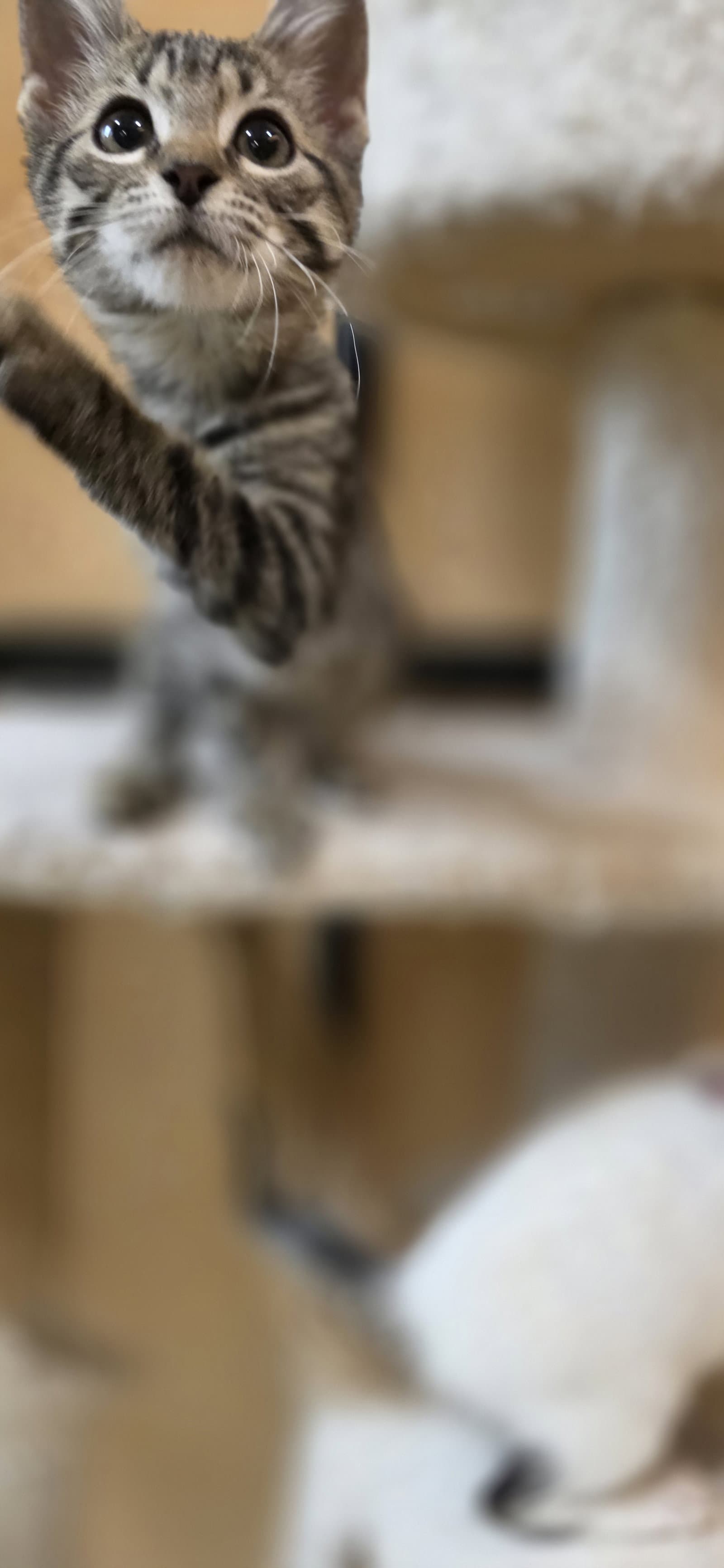 Cashew - Domestic Short Hair