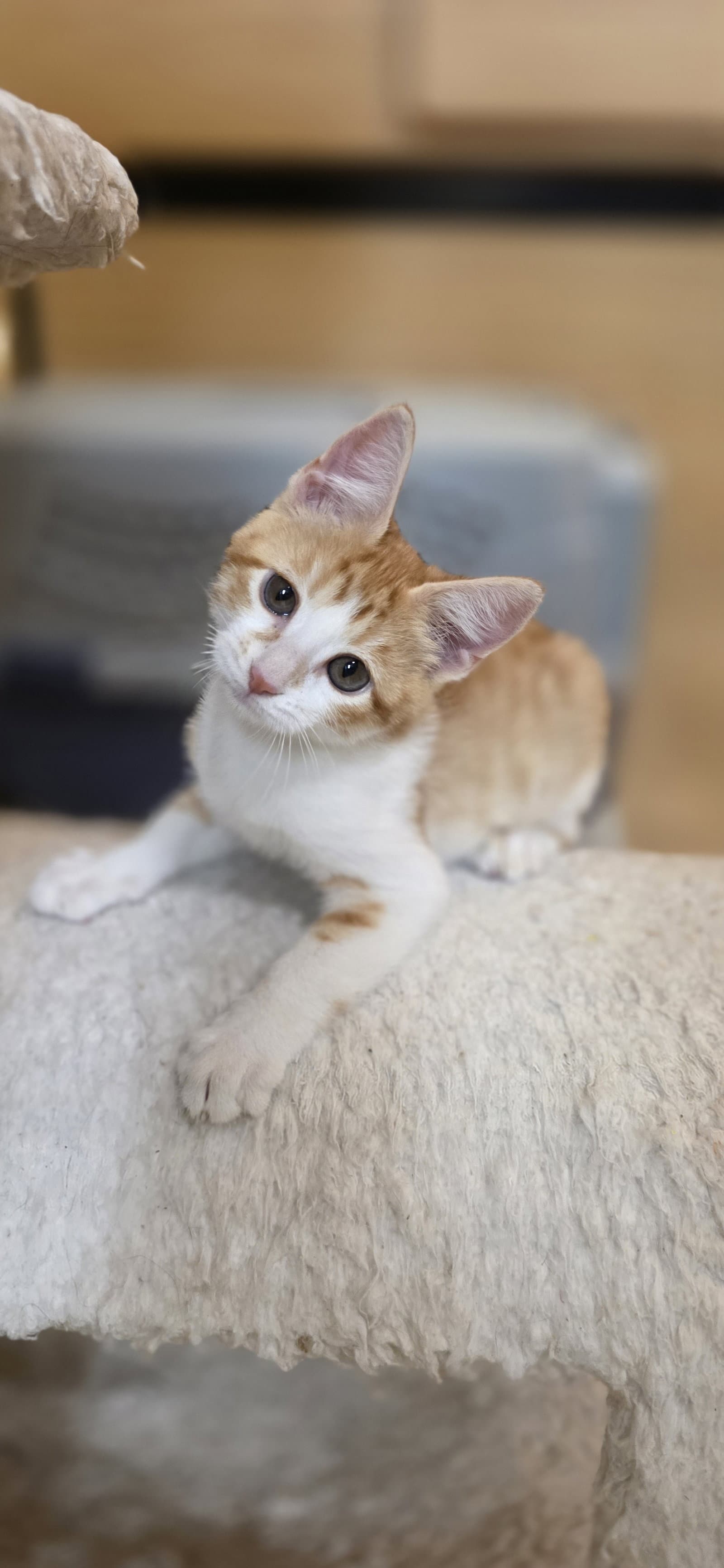 Peanut