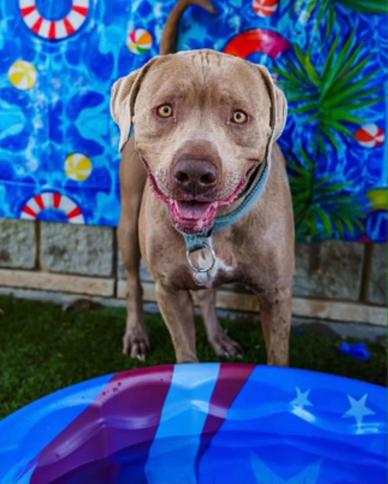 Blue - Pit Bull Terrier