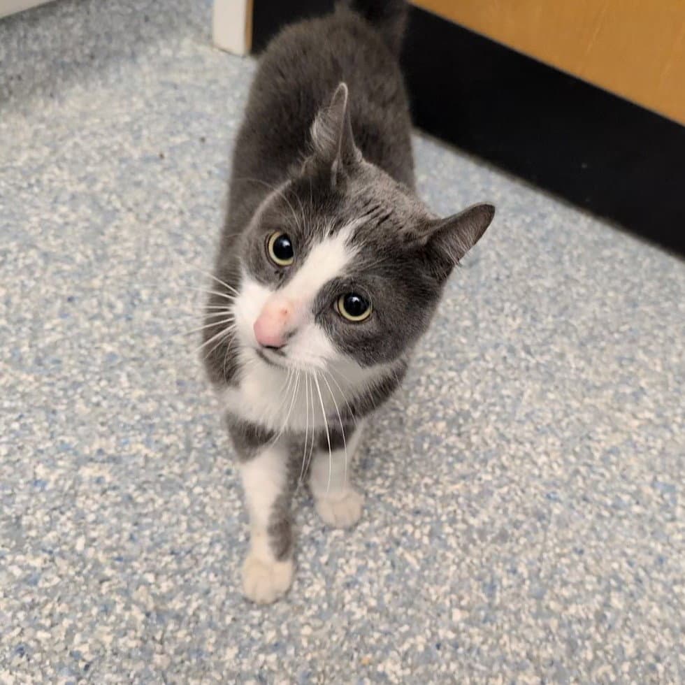 Asher - Domestic Short Hair