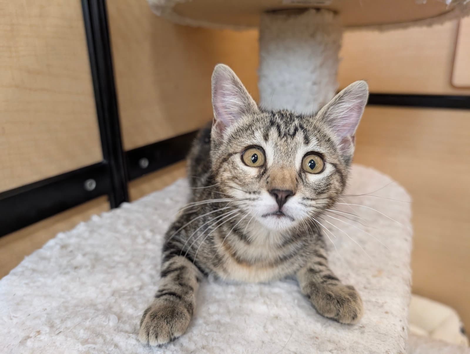 Pepper - Domestic Short Hair