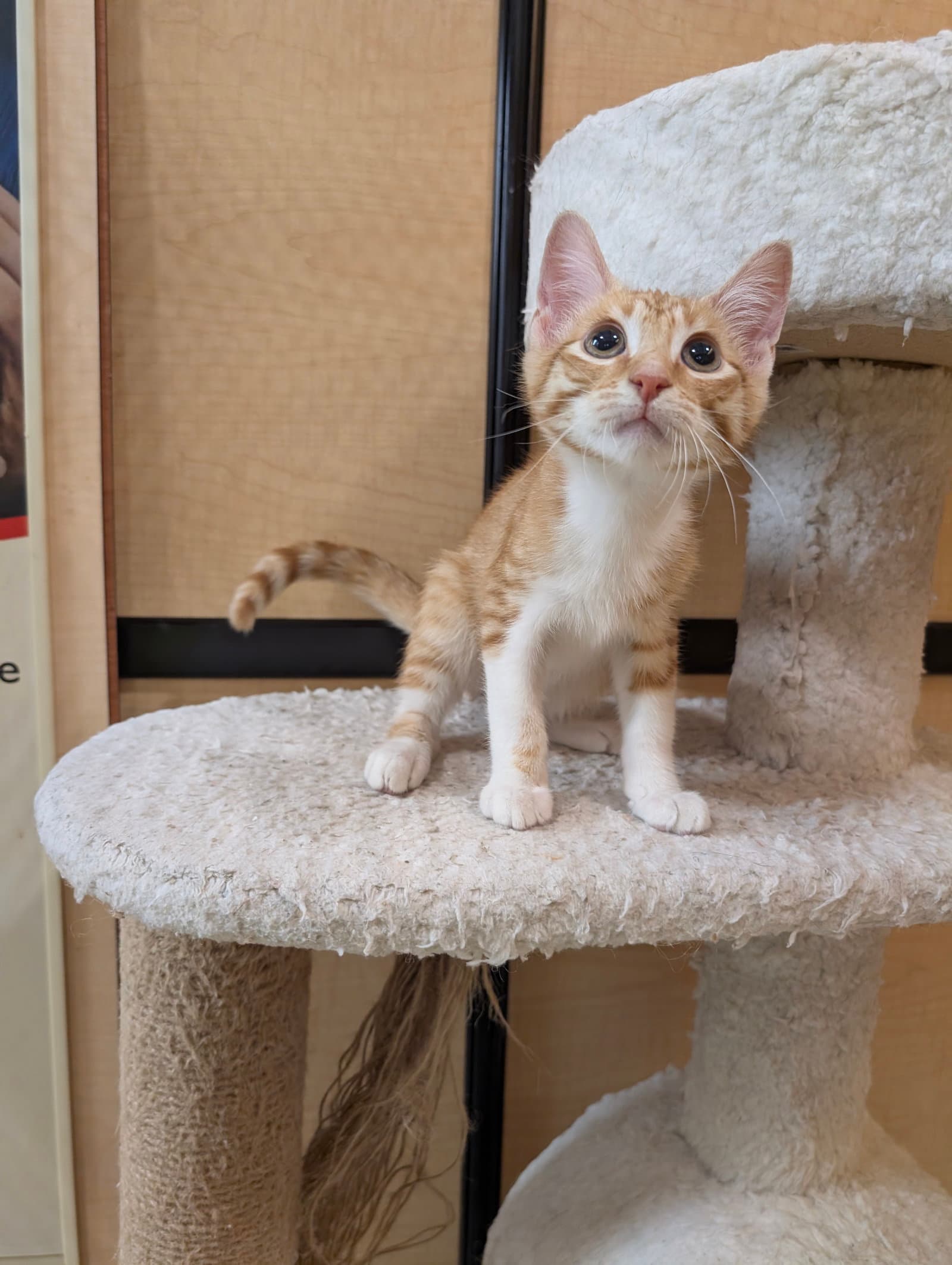 Salt - Domestic Short Hair
