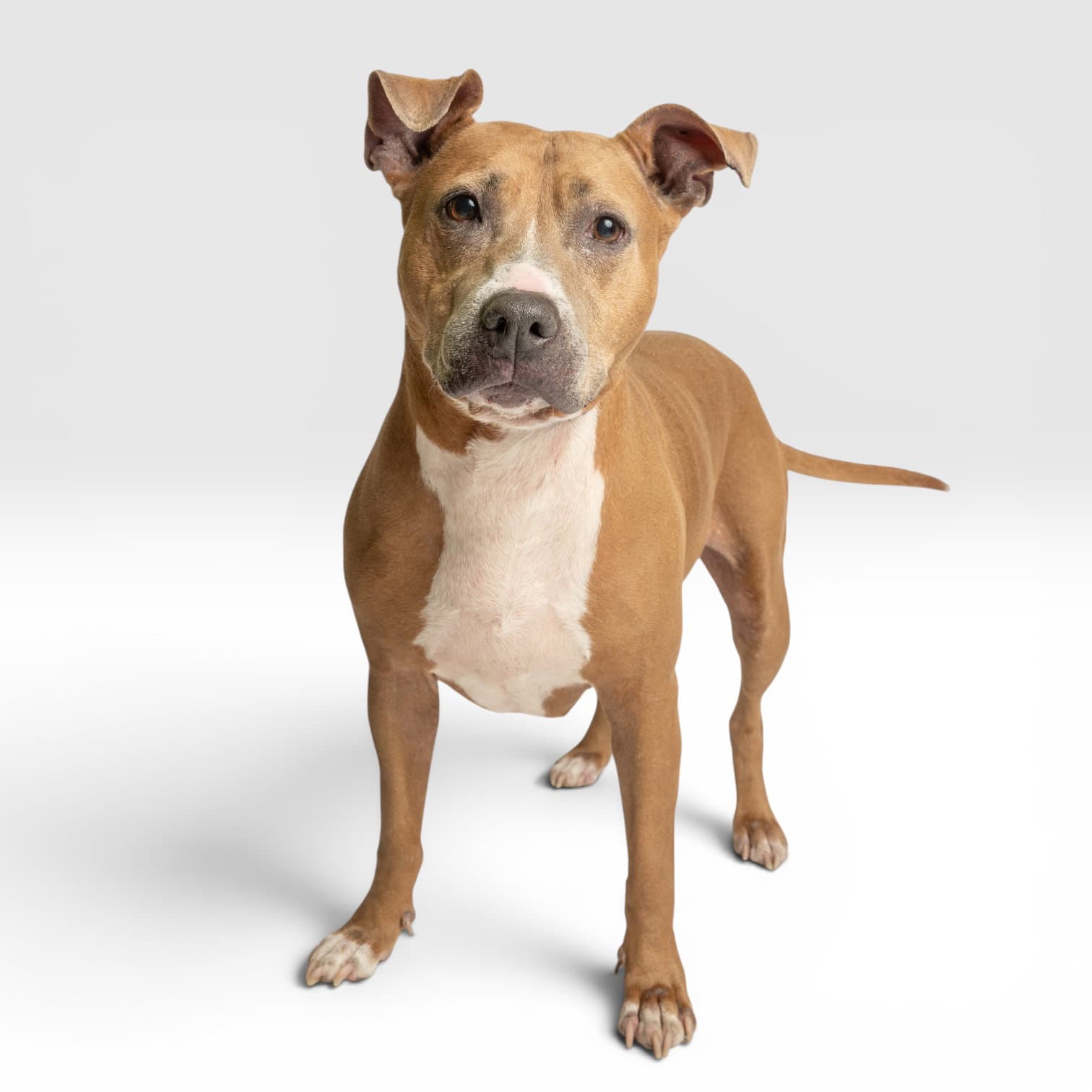 Bailey - Pit Bull Terrier