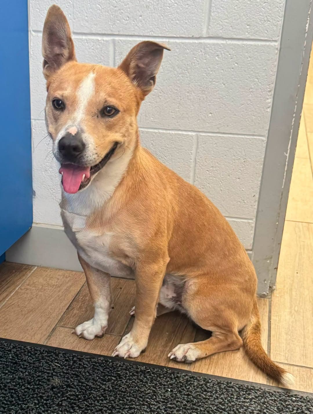 Dutton - Carolina Dog