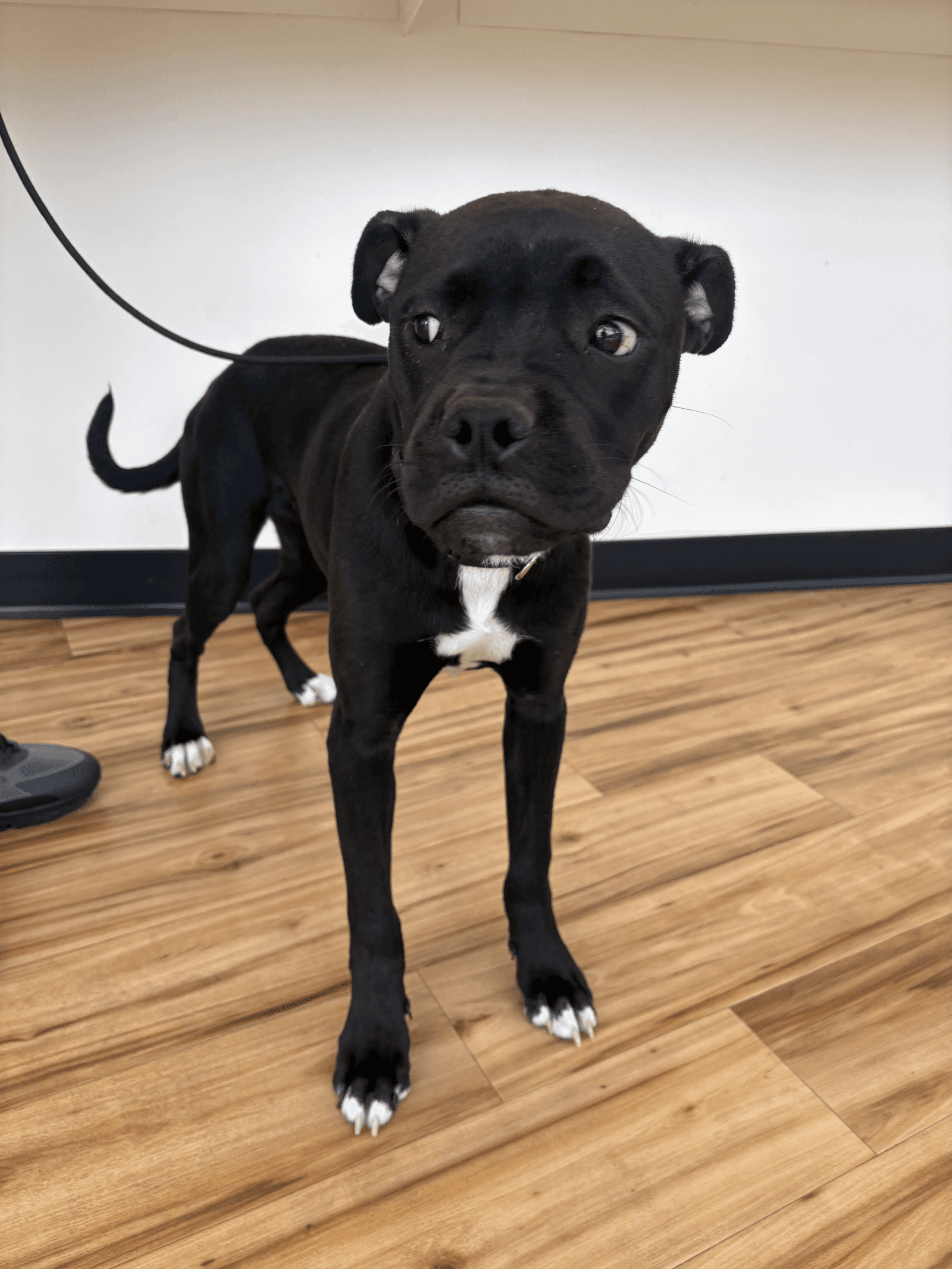 Rouge - Boxer