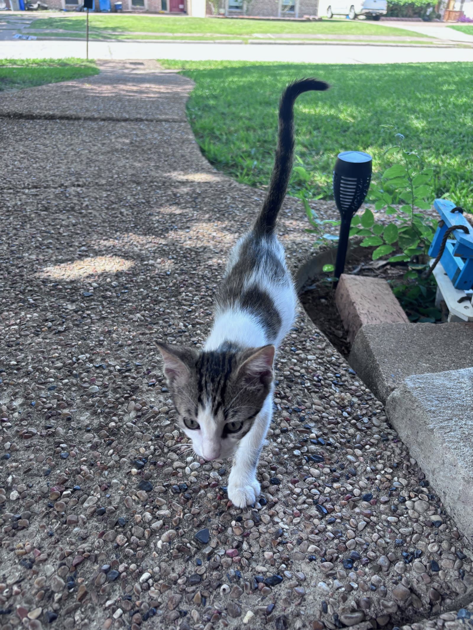 Caramel Sundae - Domestic Short Hair