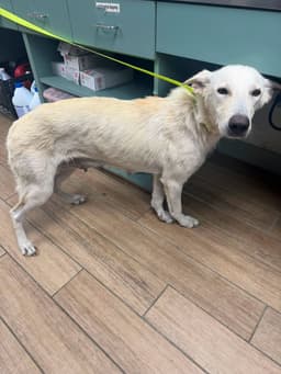 Dulce image 2