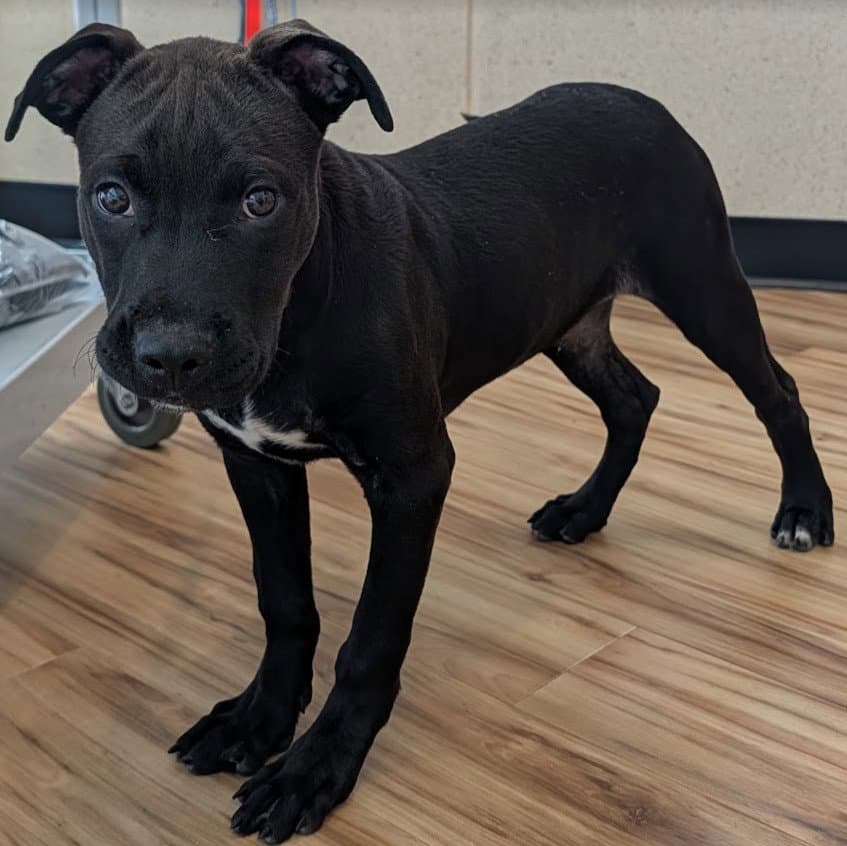 Robin - Cane Corso Mastiff