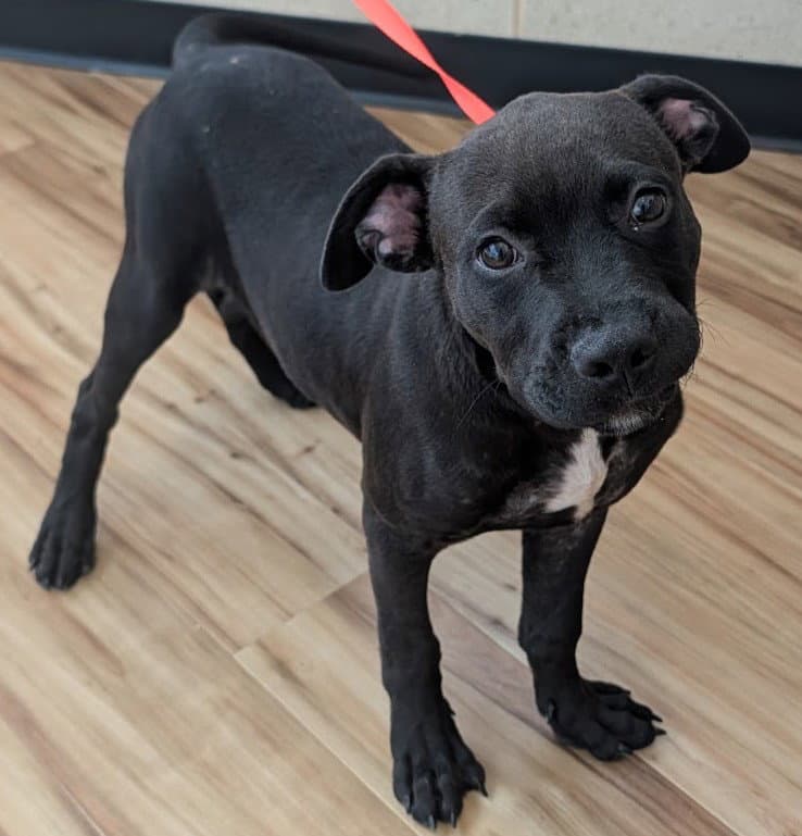 Batman - Cane Corso Mastiff