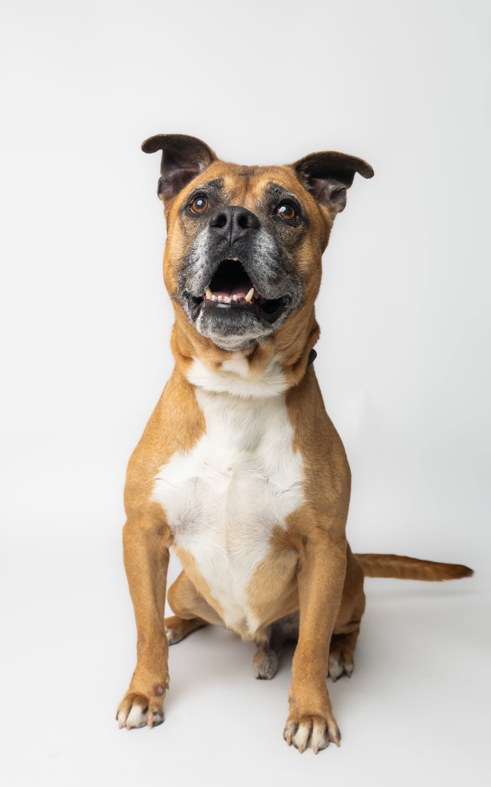 Bruce - Boxer