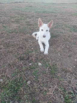 Jacob image 2