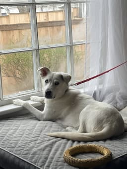 Noelle image 1