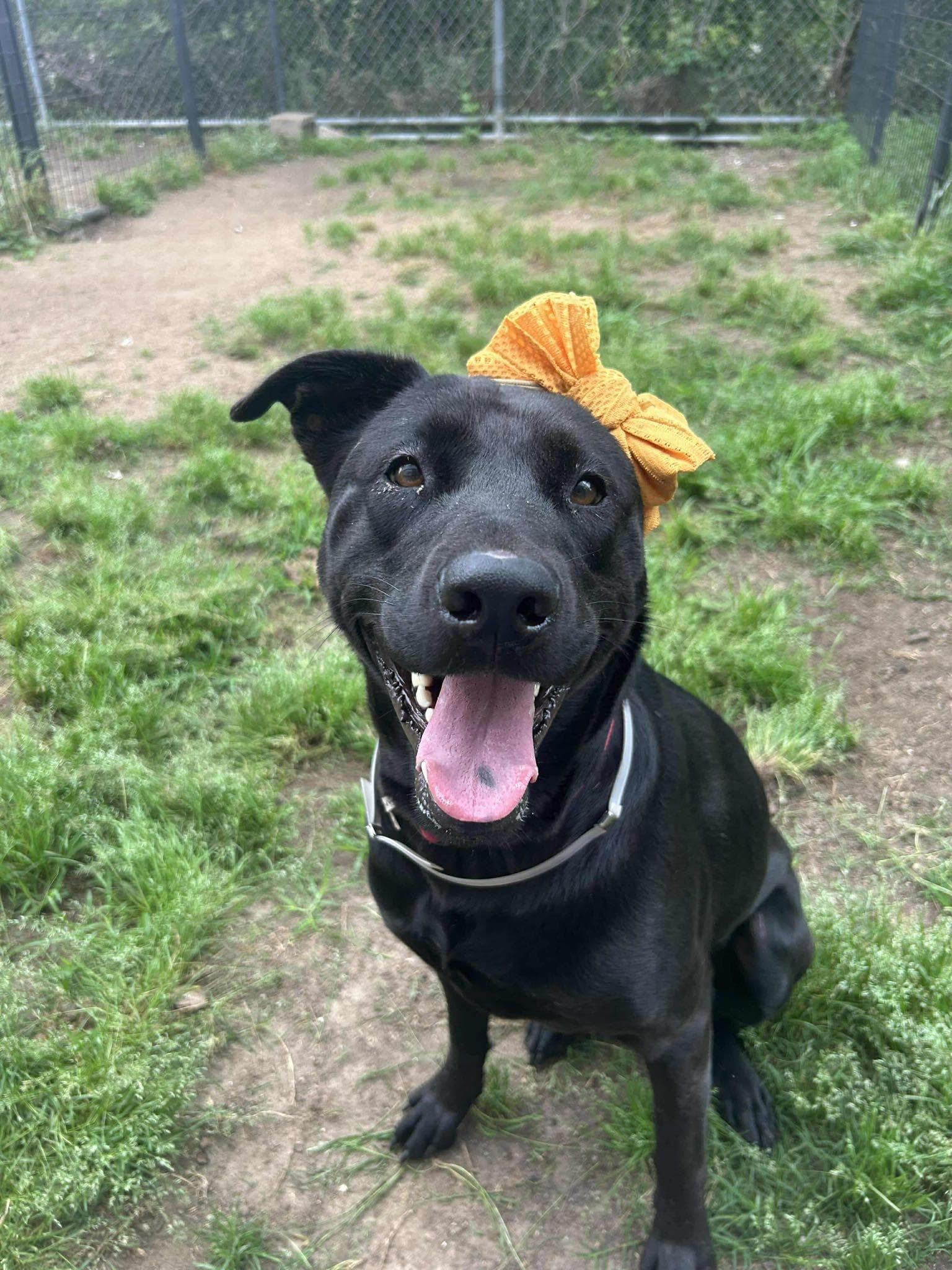 Analia - Labrador Retriever
