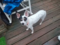 Franky image 2