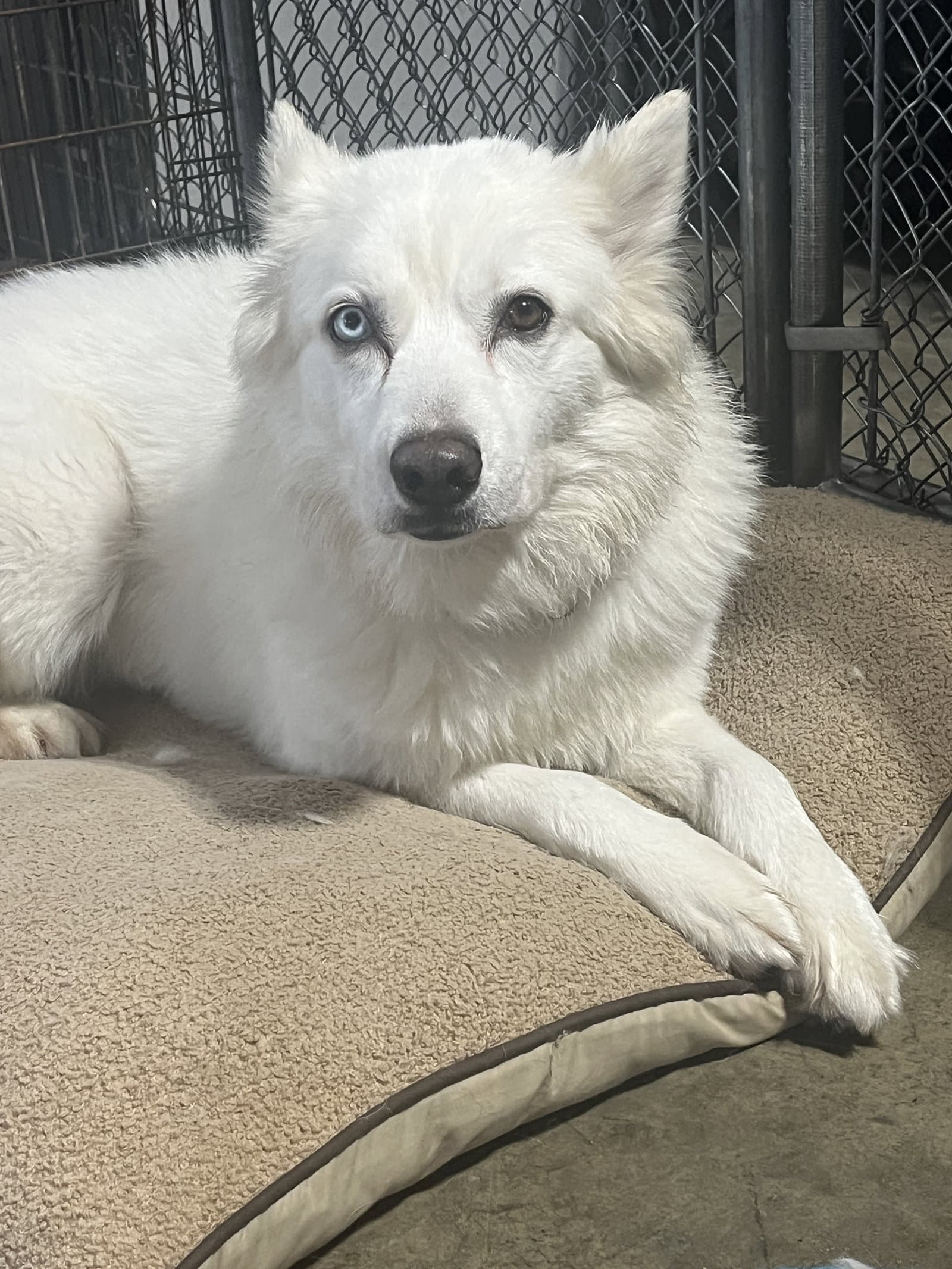 Mellie - Husky