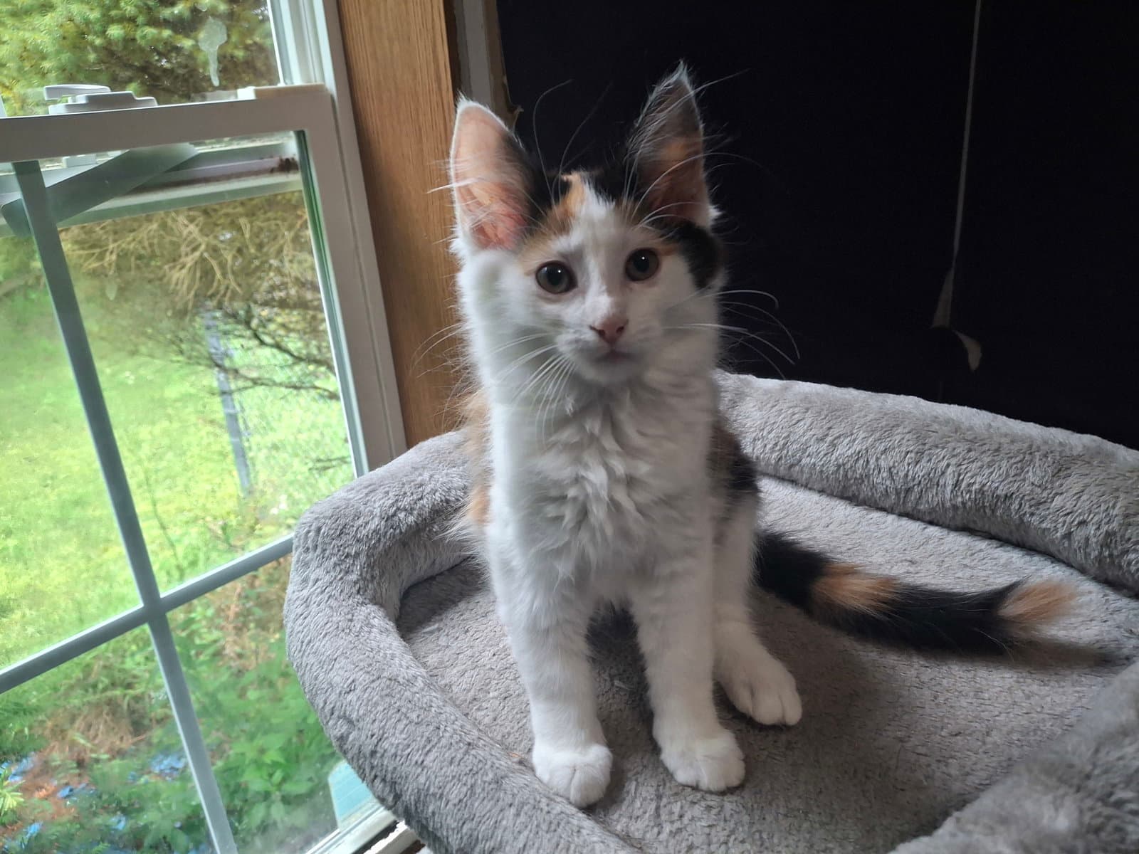 Pursephone - Domestic Short Hair