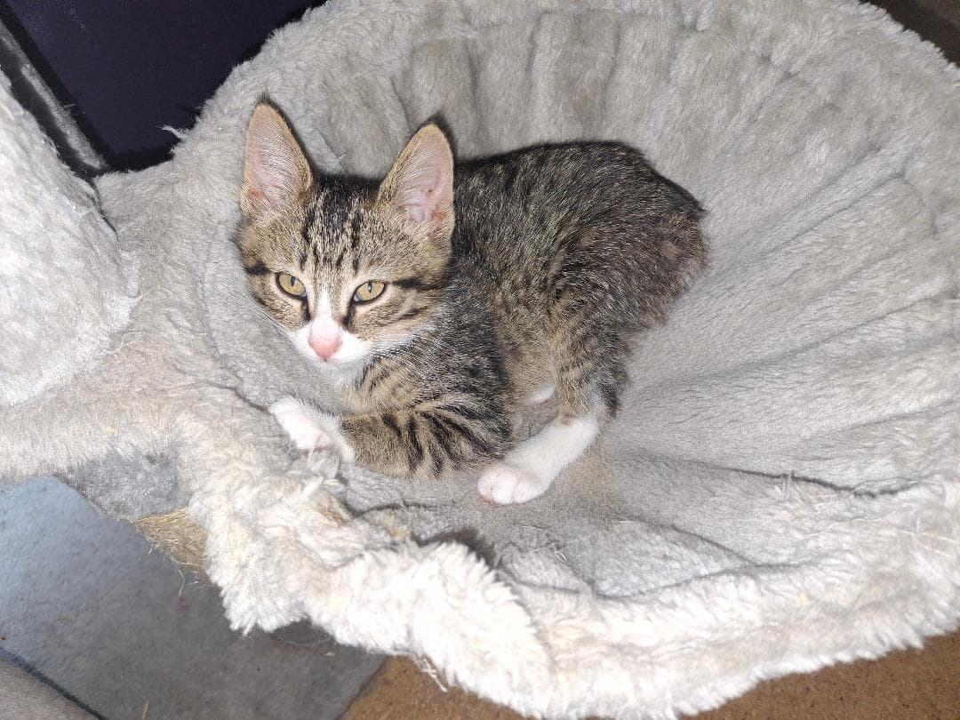 Franklin - Domestic Short Hair
