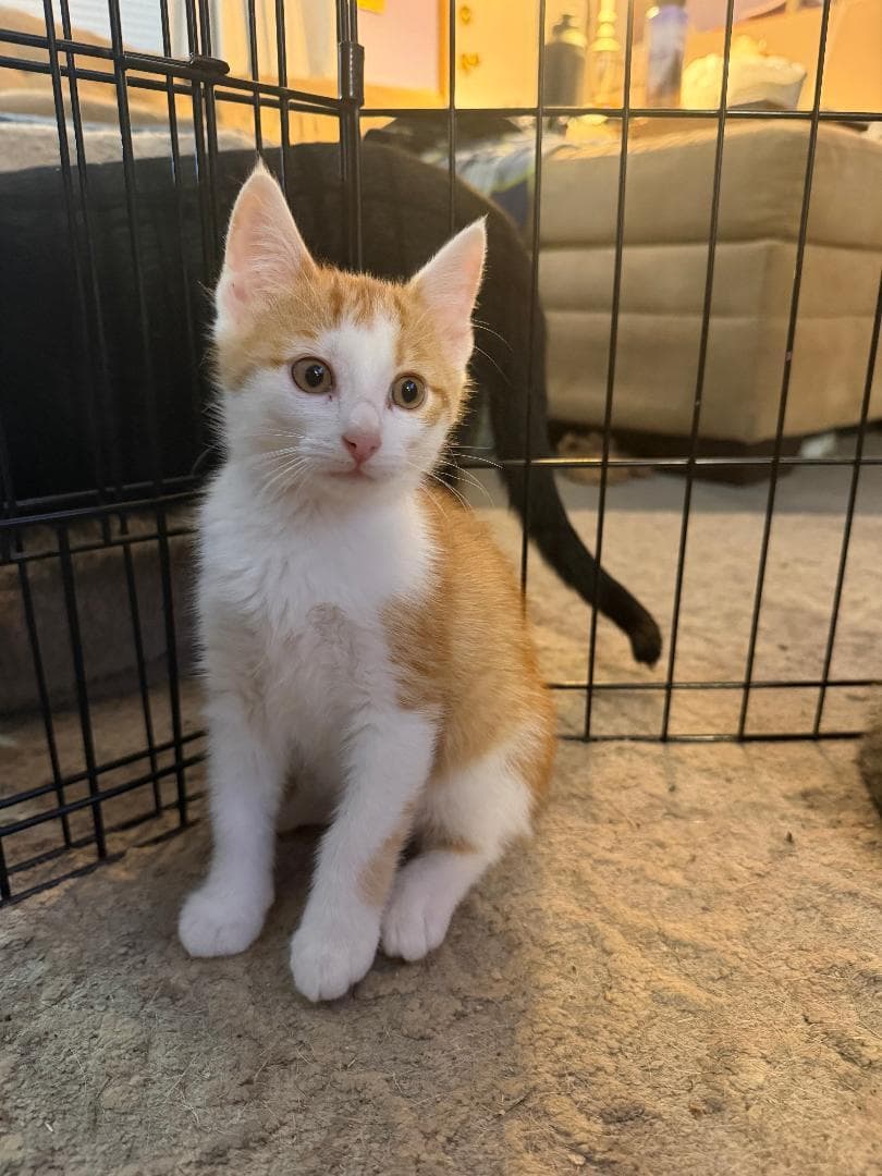 Purcey - Domestic Short Hair