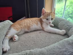 Purcey image 2