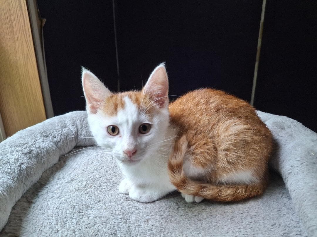 The Great Hambino - Domestic Short Hair