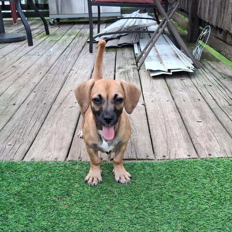 Hannah - Dachshund
