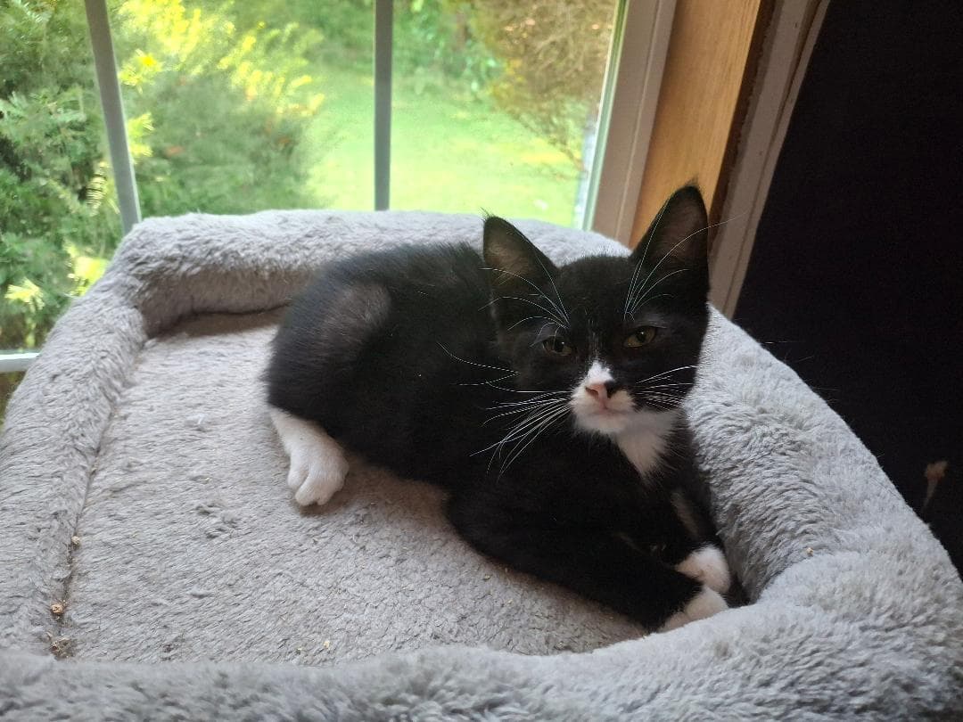 Figaro - Domestic Short Hair