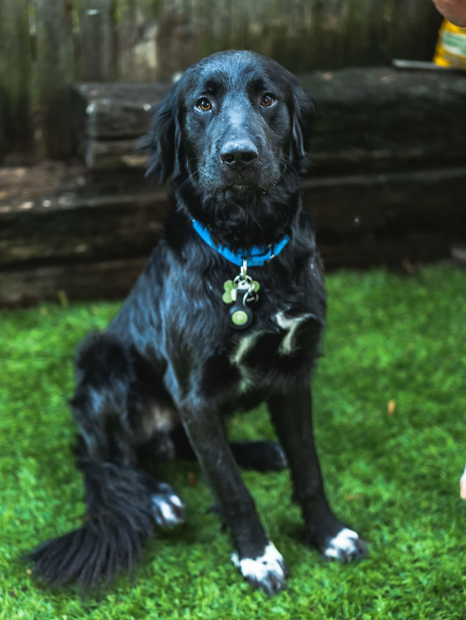 Nick Buddy - Flat-coated Retriever