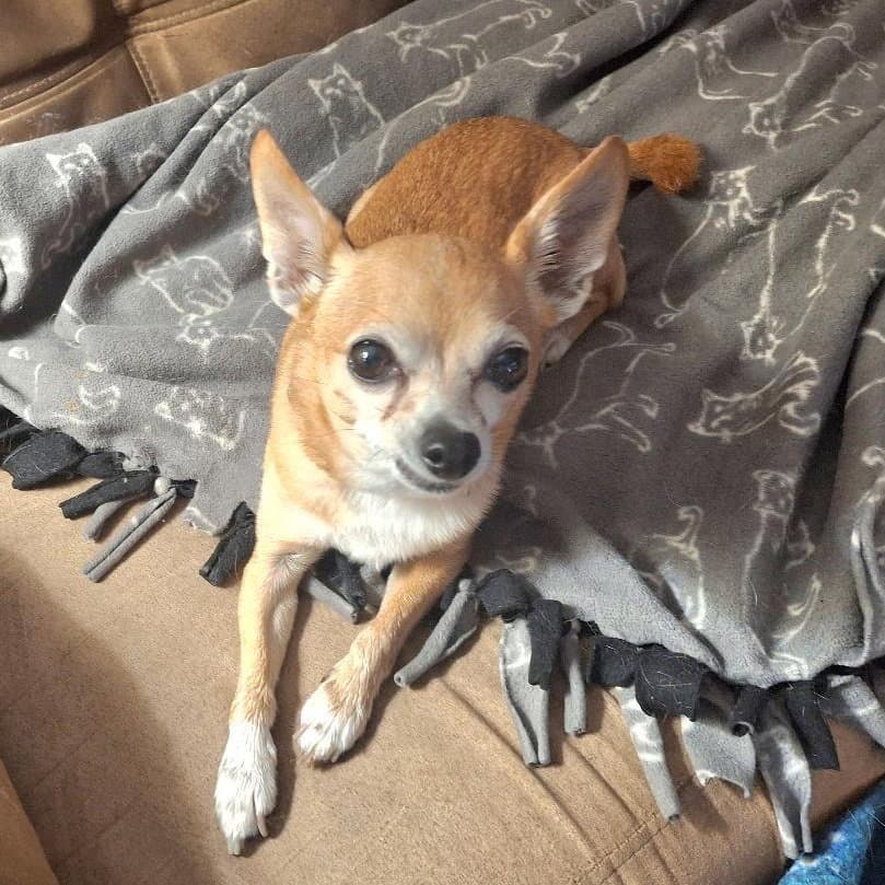 Lily - Chihuahua
