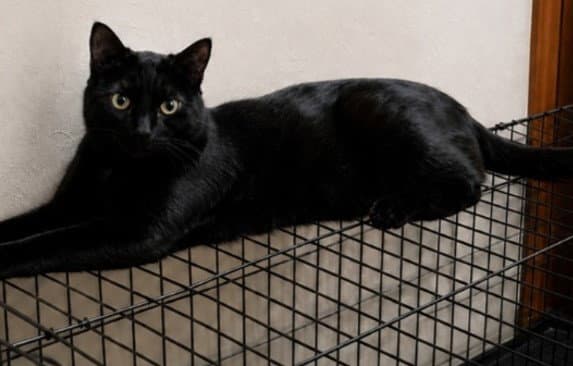 Clyde - Domestic Short Hair