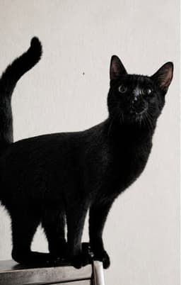 Clyde image 2