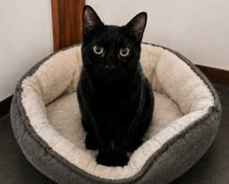 Clyde image 3