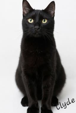 Clyde image 4