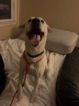 Bailey image 2