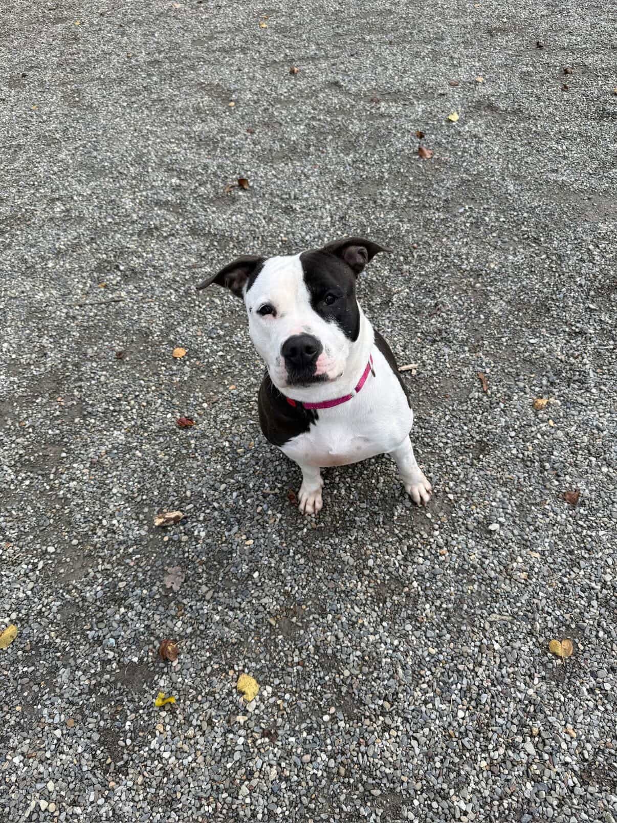 Felicity - Pit Bull Terrier