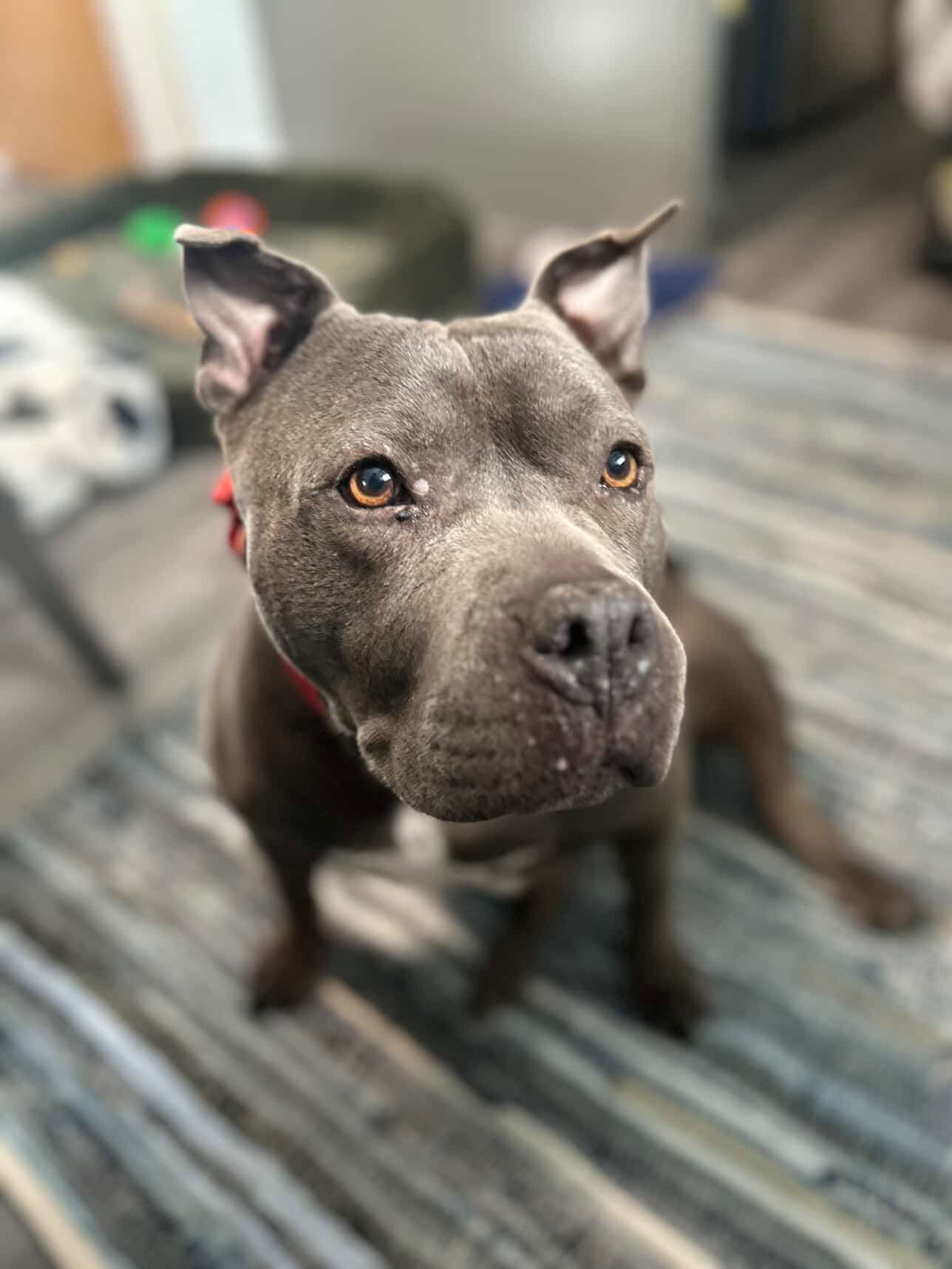 Sheba - Pit Bull Terrier