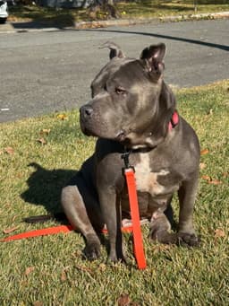 Sheba image 2