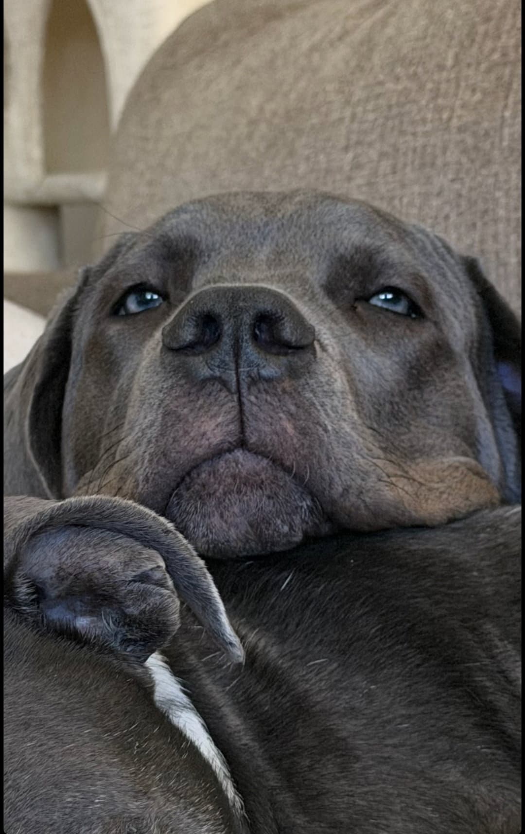 Ivy - Cane Corso Mastiff