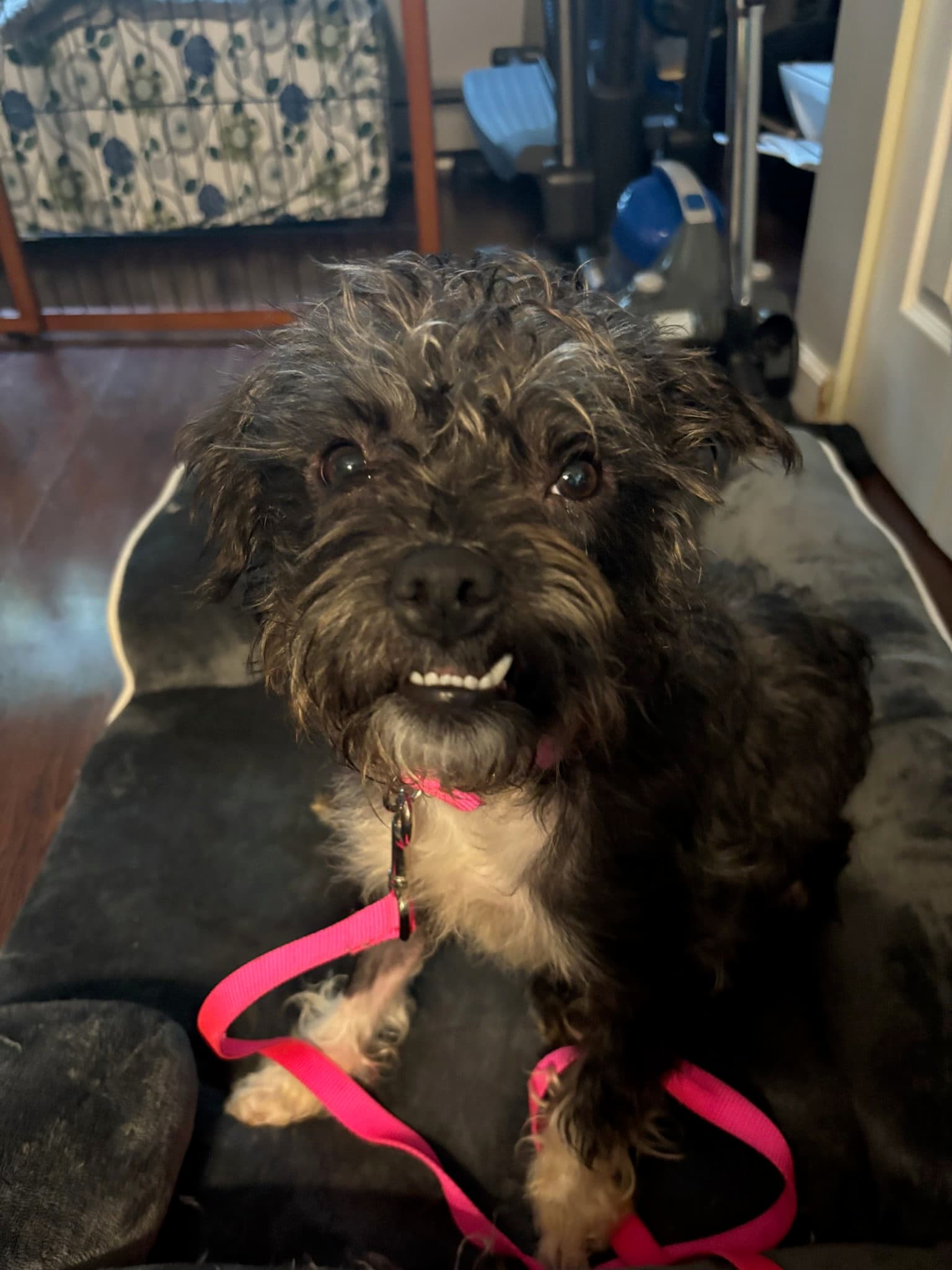 Cleo - Shih Tzu