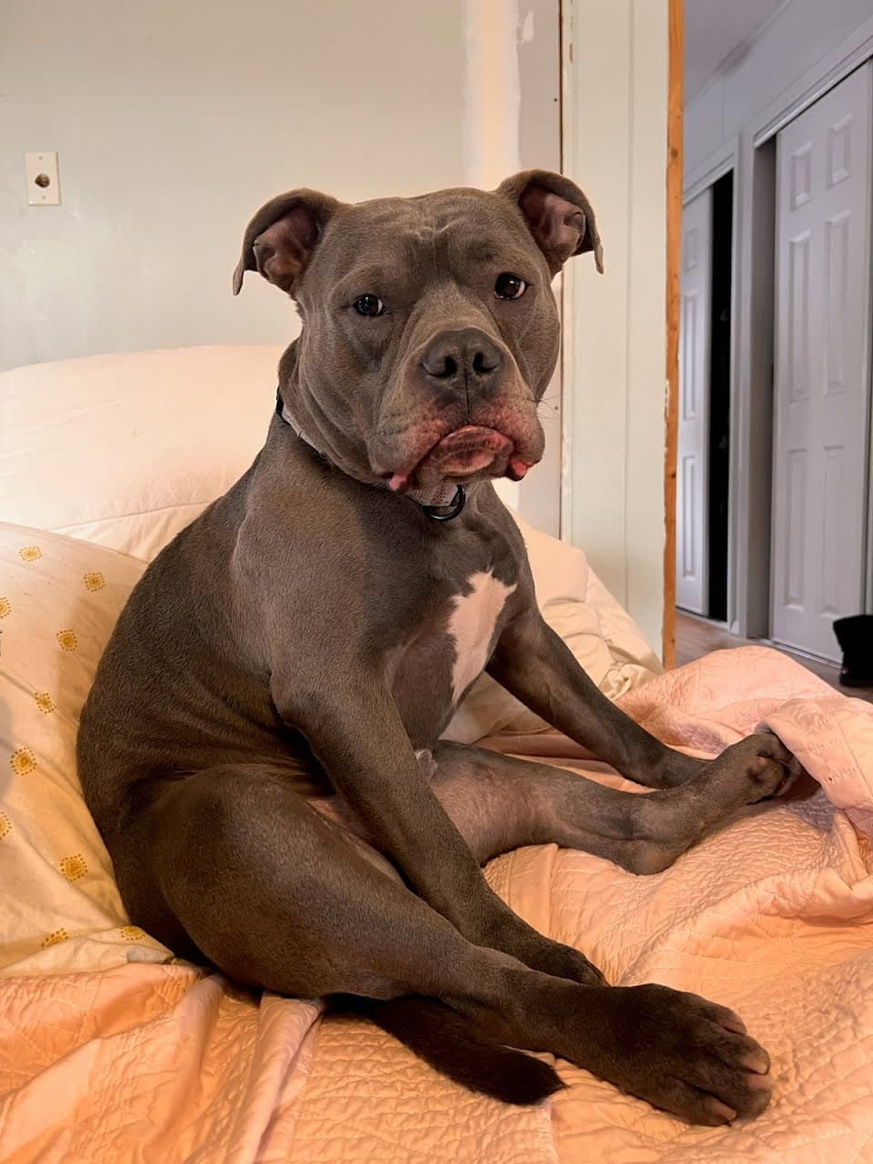 Major - Staffordshire Bull Terrier