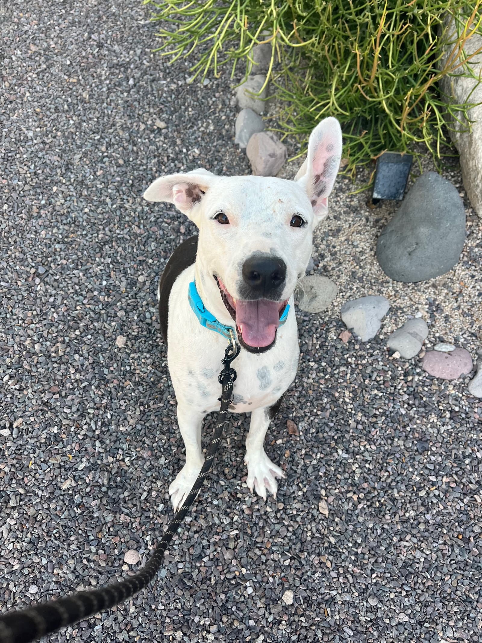 Simon - Terrier