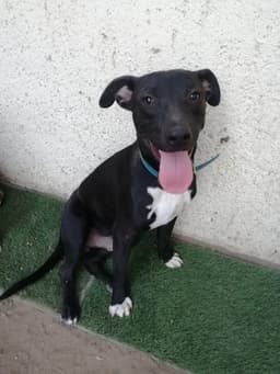 Pepito image 4