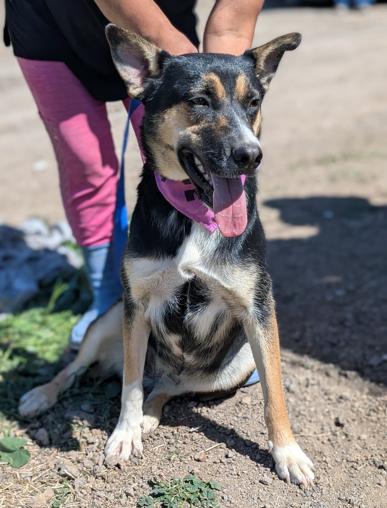 Tacoma - Shepherd