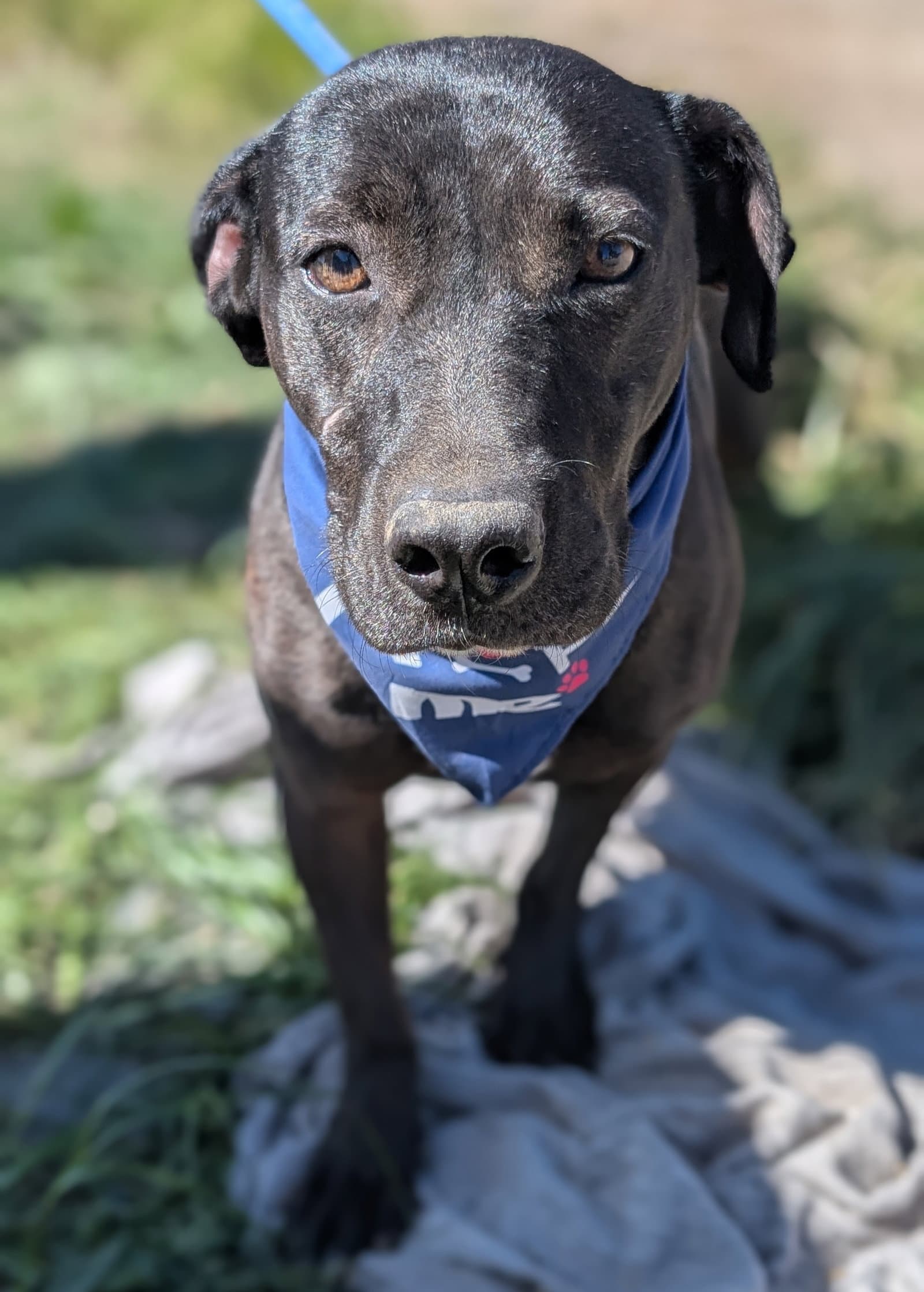 Gomez - Labrador Retriever