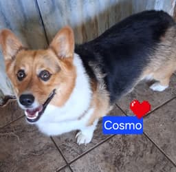 Cosmo image 1