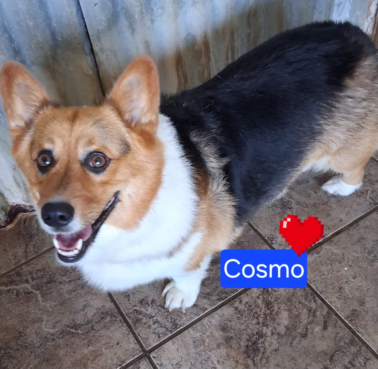 Cosmo - Corgi
