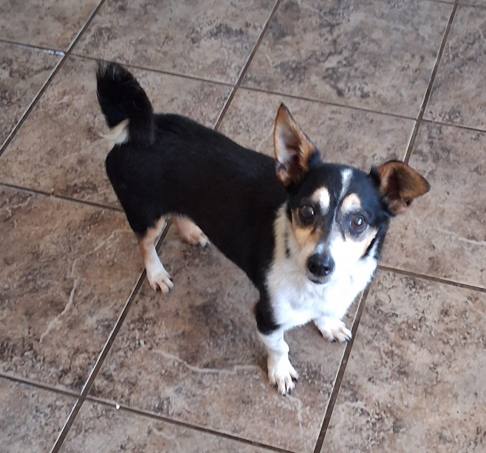 Chaplin - Toy Fox Terrier