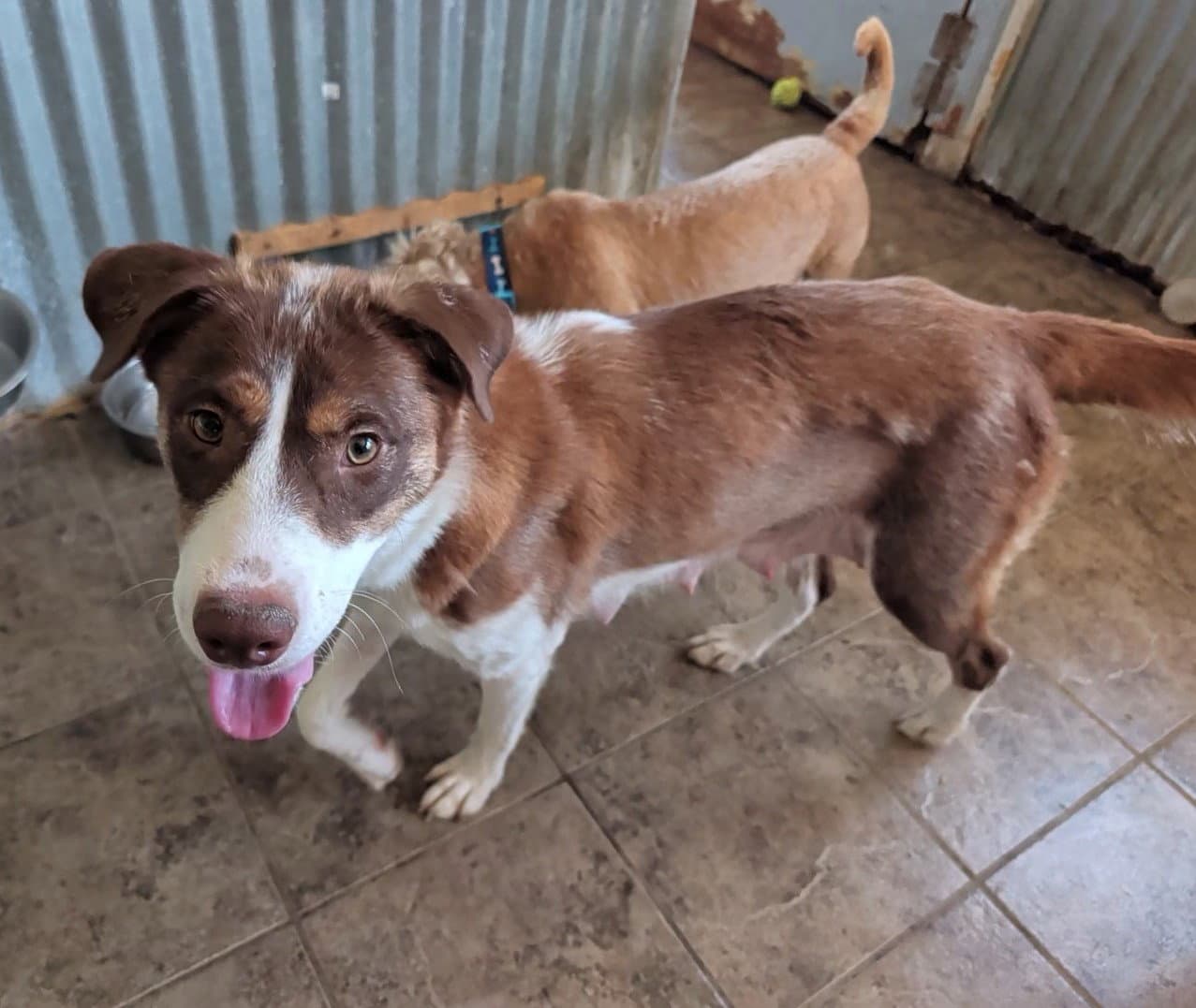 Toffee - Australian Shepherd