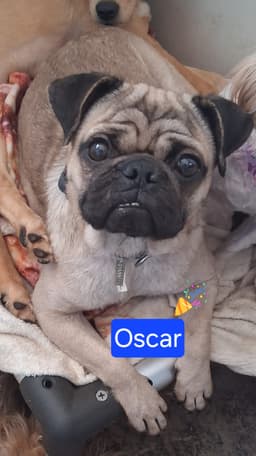 Oscar image 1