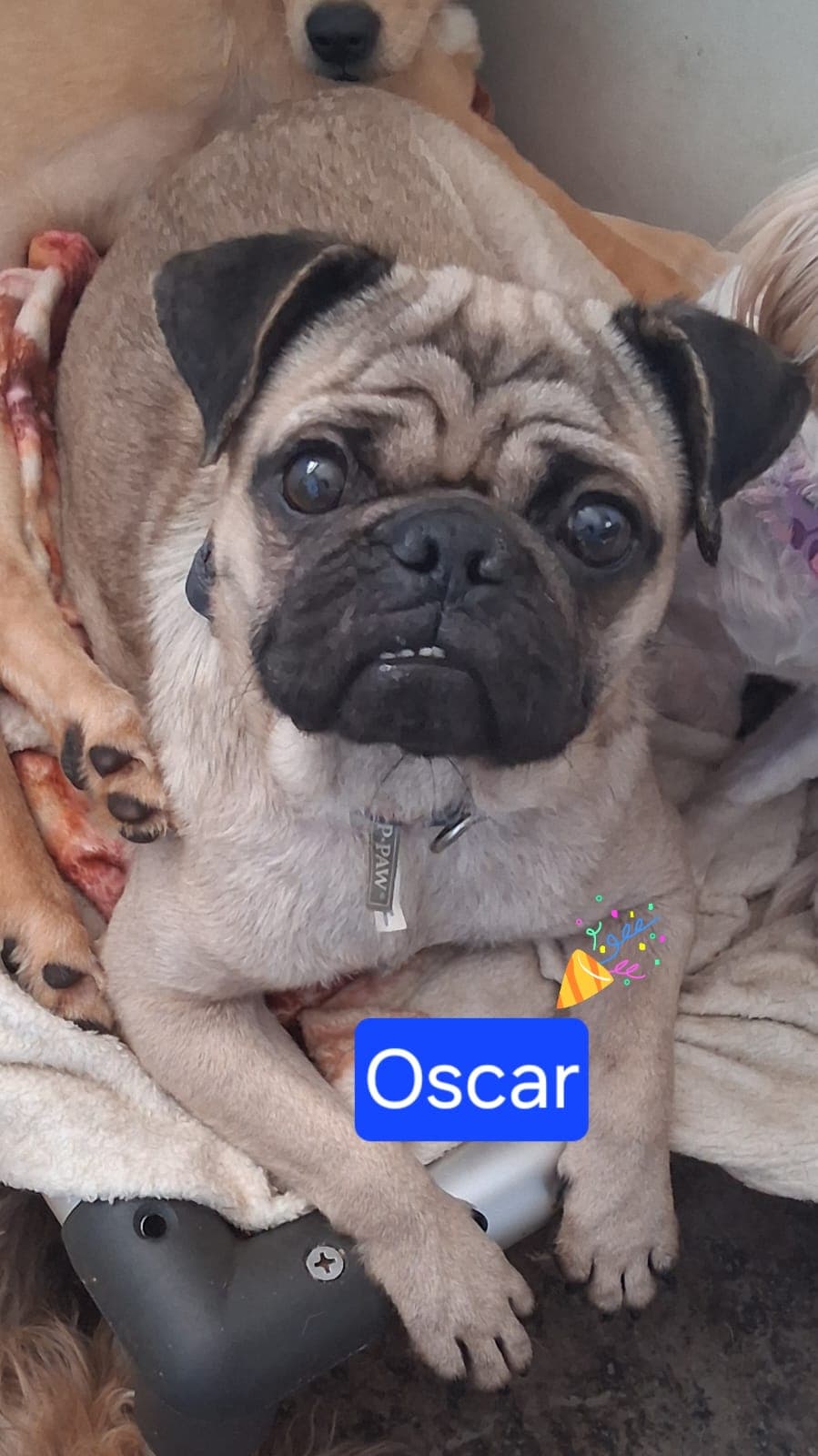 Oscar - Pug